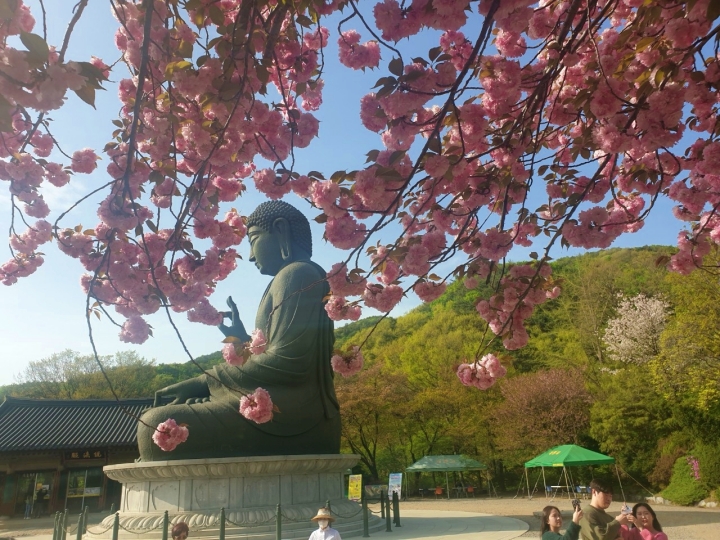 천안 벚꽃 명소 및 충청남도 벚꽃 명소 추천