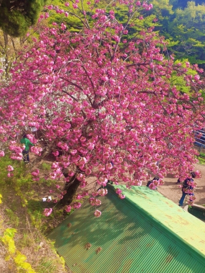 서산 개심사 